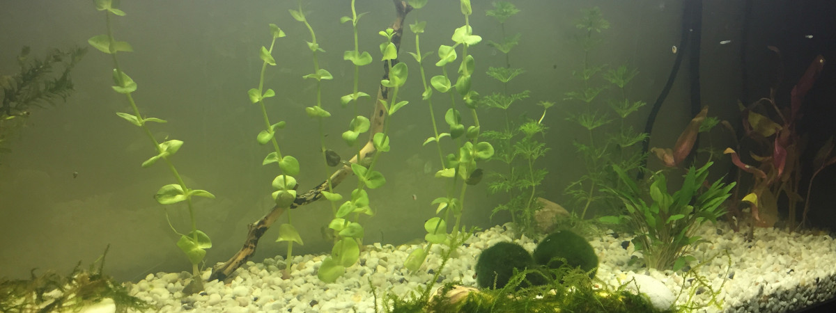 aquarium Guppy