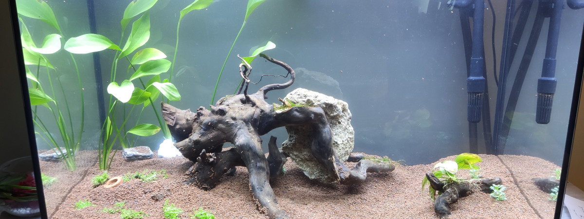 aquarium projet aquascape