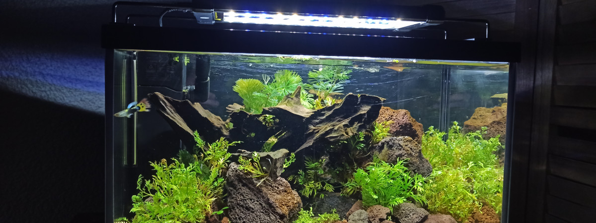 aquarium Alavavite