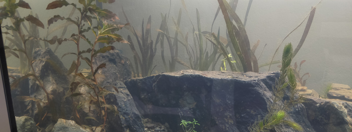 aquarium LocalWild