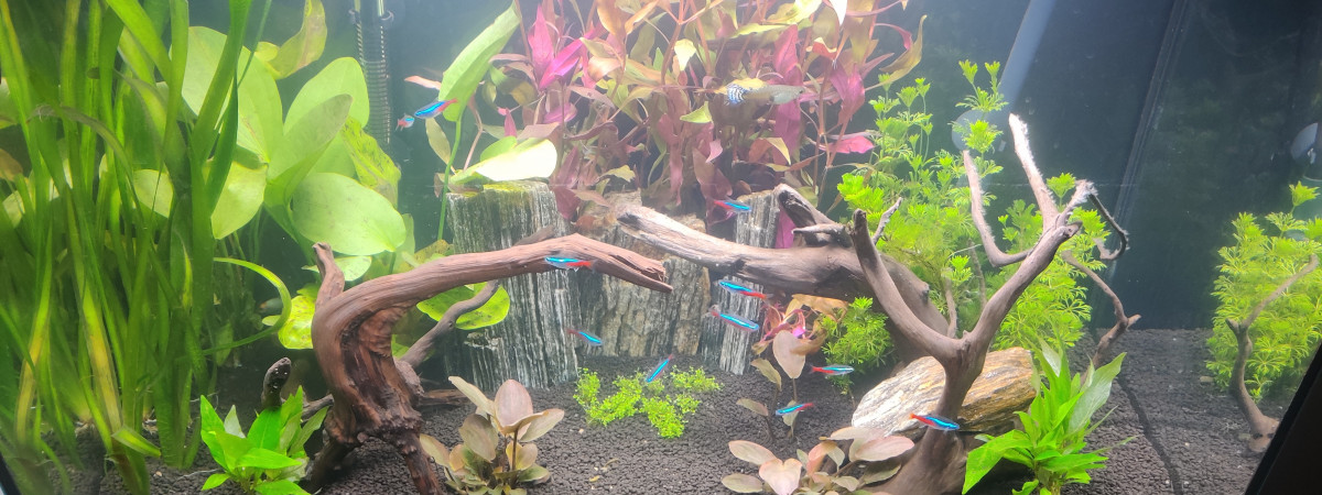 aquarium Aquatlantis V2