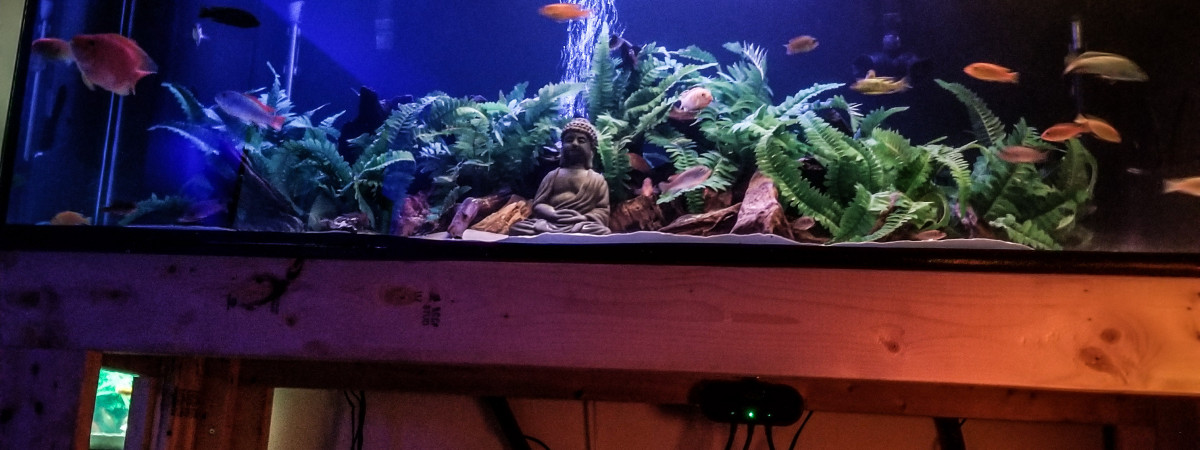 aquarium 220 gallonaf