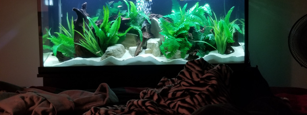 aquarium Discus 110Gall