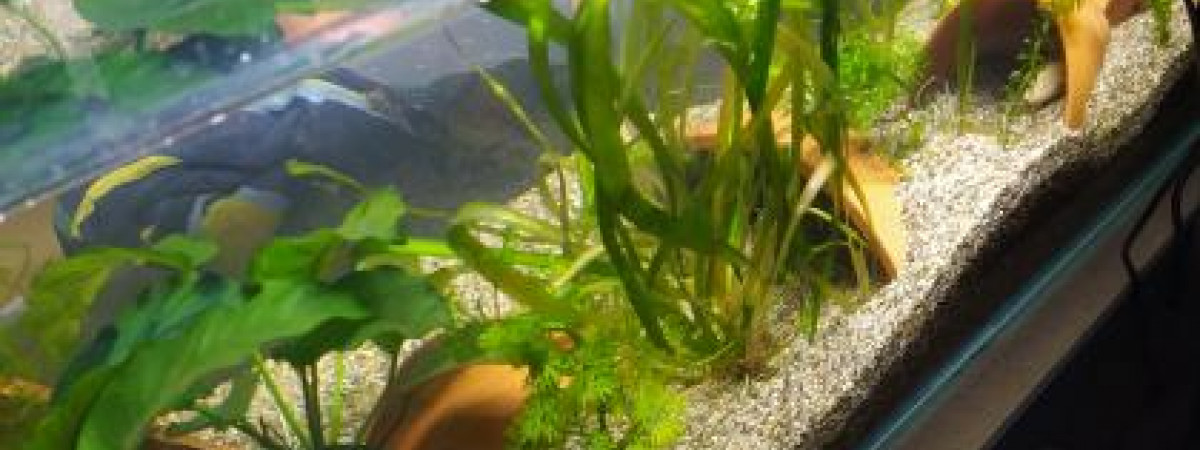 aquarium Aquarium a Ambystoma mexicanum