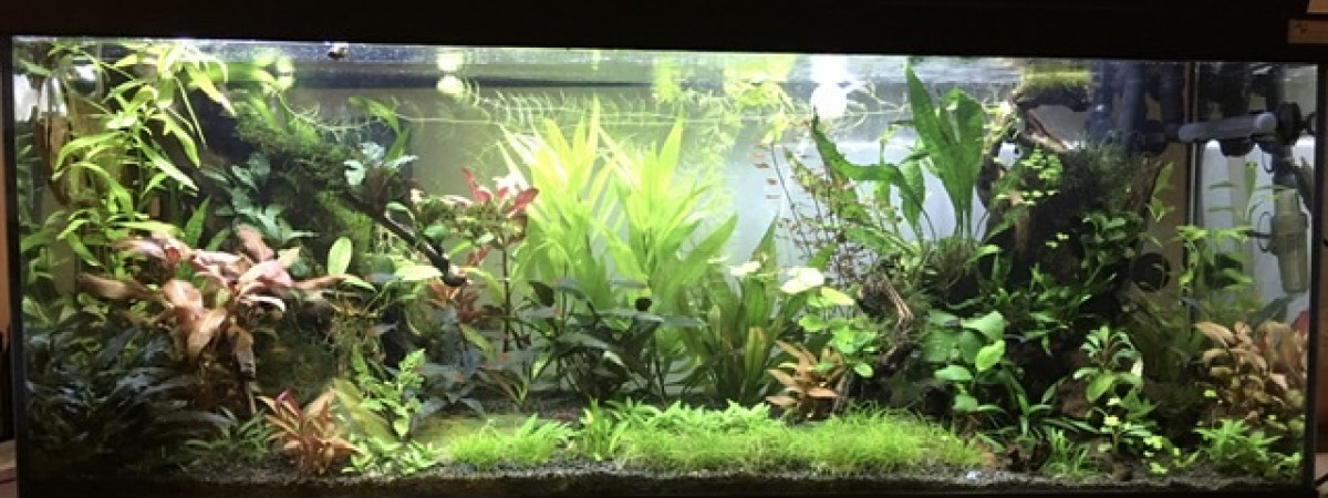 aquarium 120 litres