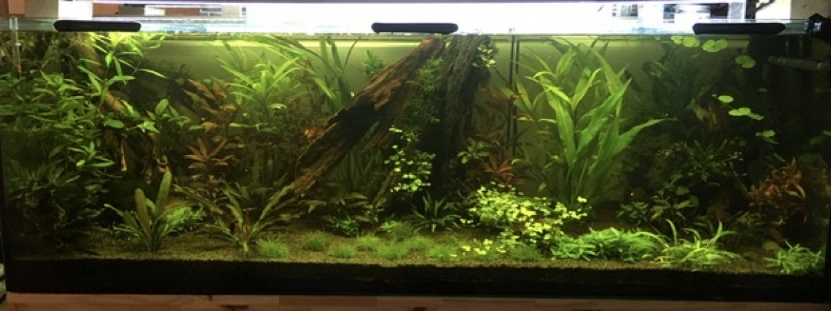 aquarium 300l