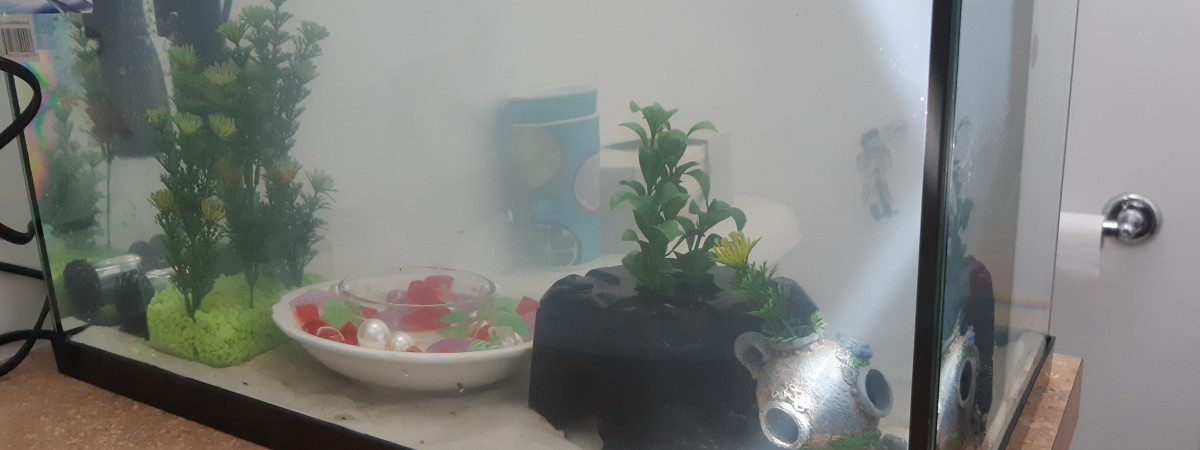 aquarium 10G