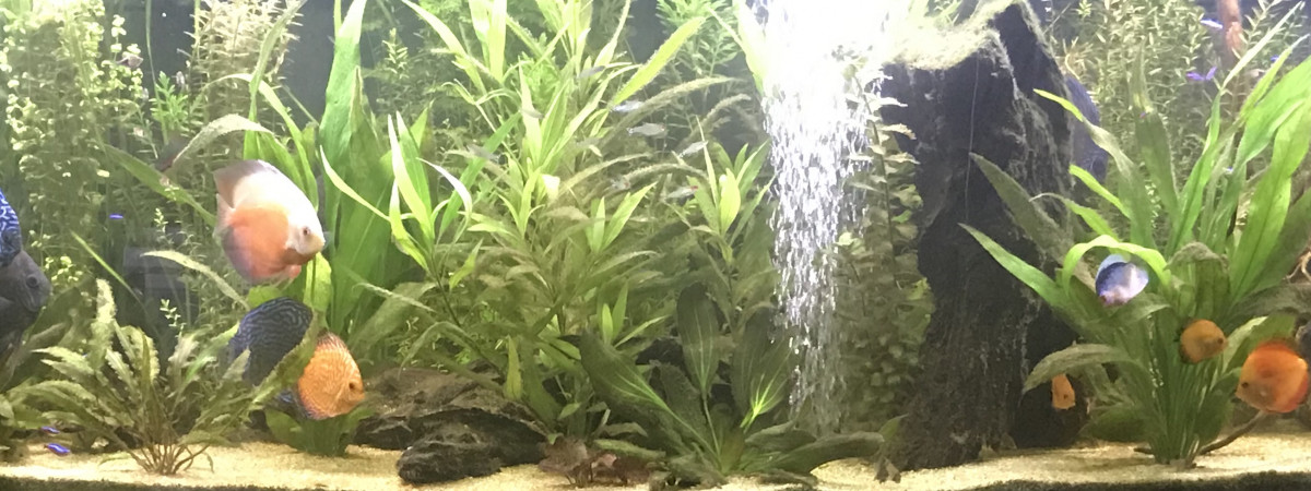 aquarium 850l amazonien