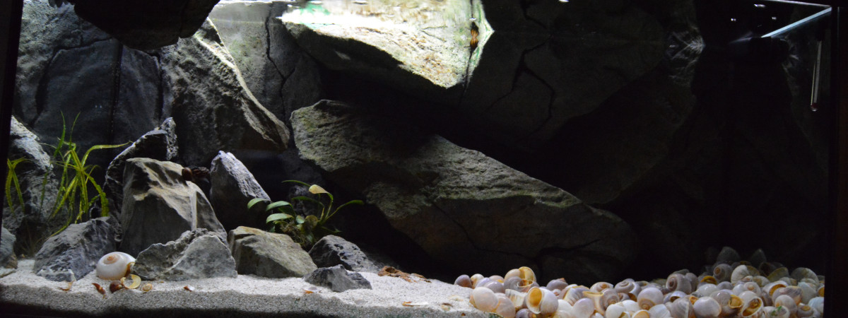 aquarium Tanganyika 250