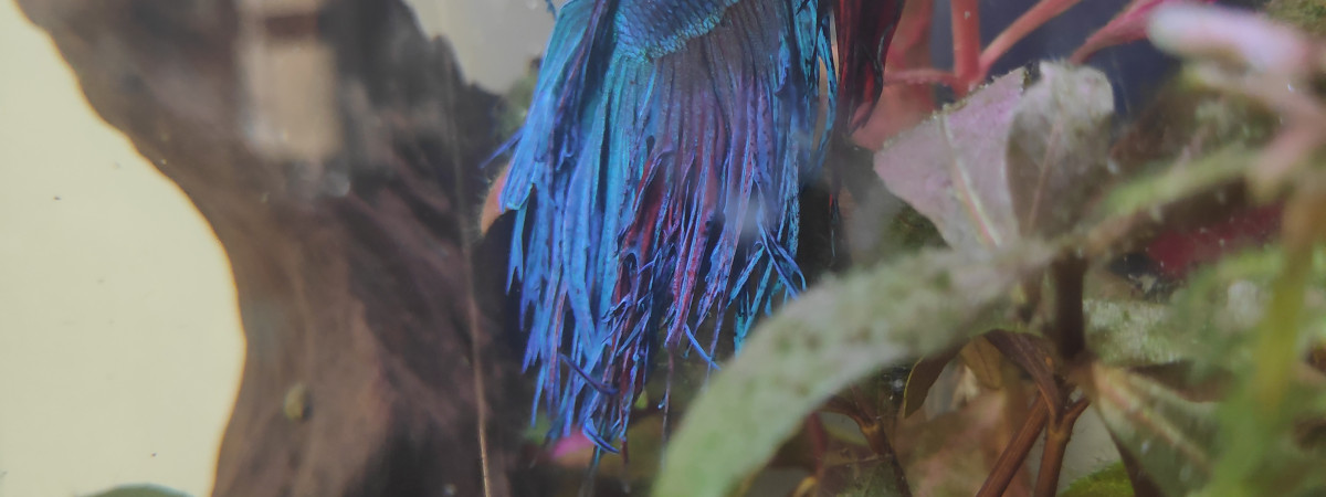 aquarium Combattant
