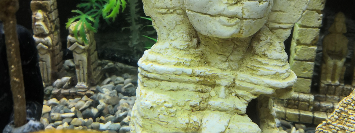 aquarium poissonneux