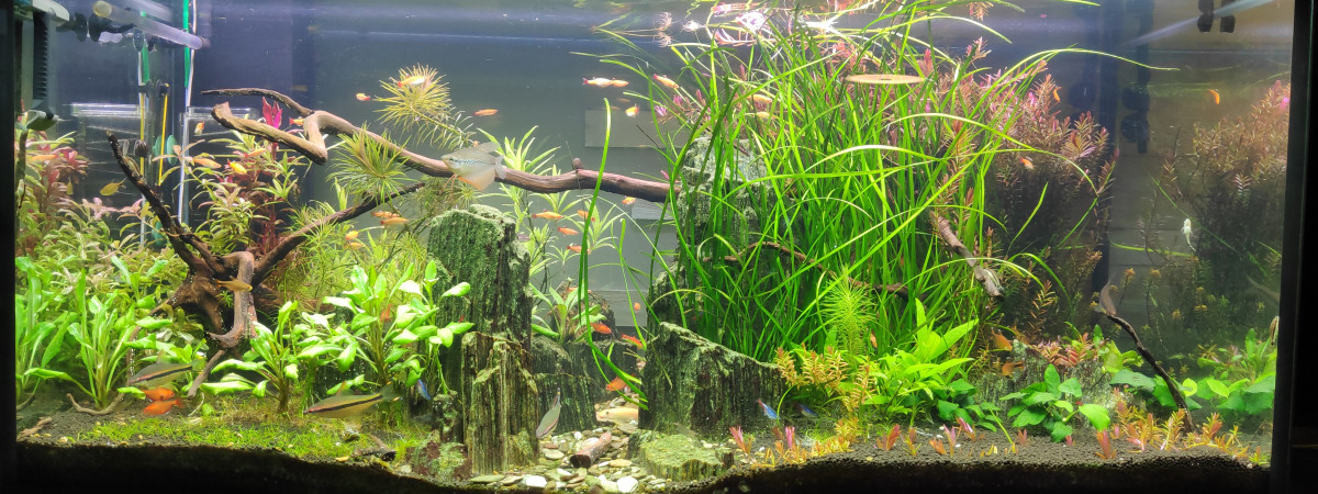 aquarium 420 litres