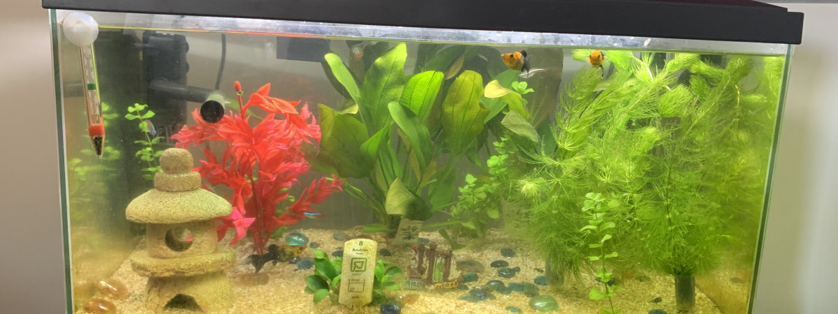 aquarium INWA COMFORT 60