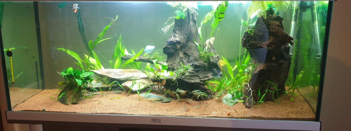 aquarium 1 er aquarium 100 l