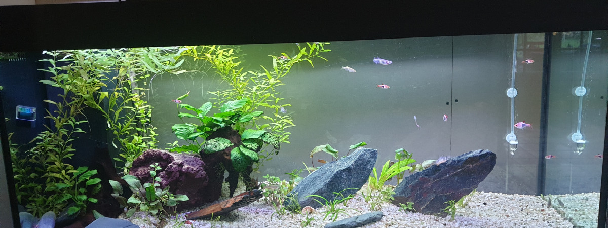aquarium deuxième bac 260 l
