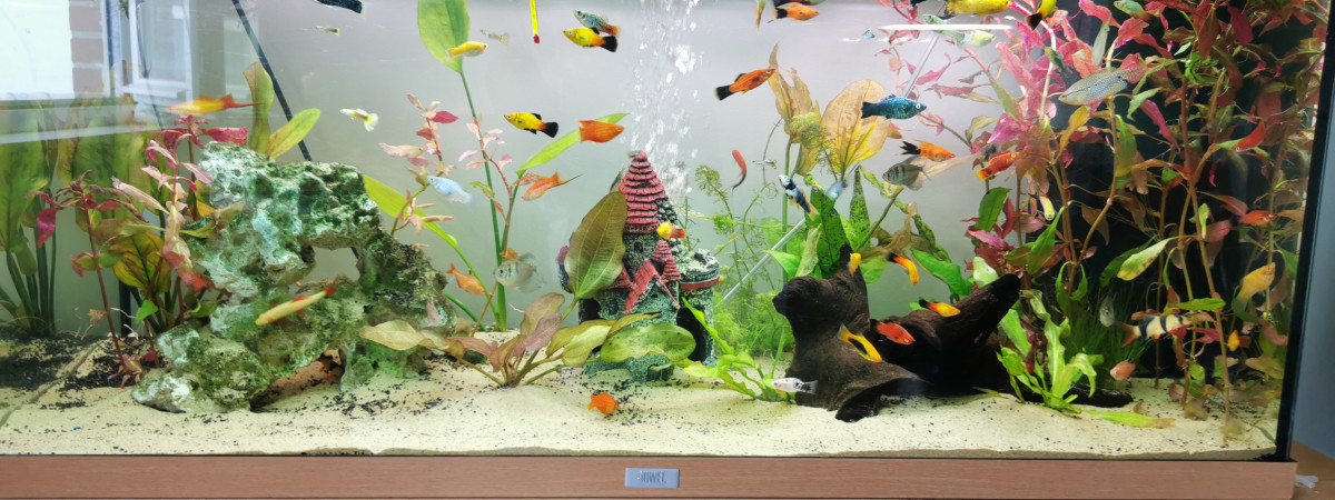 aquarium Bac Molly Platy