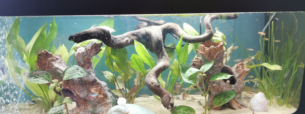 aquarium Bac Neon Wendy