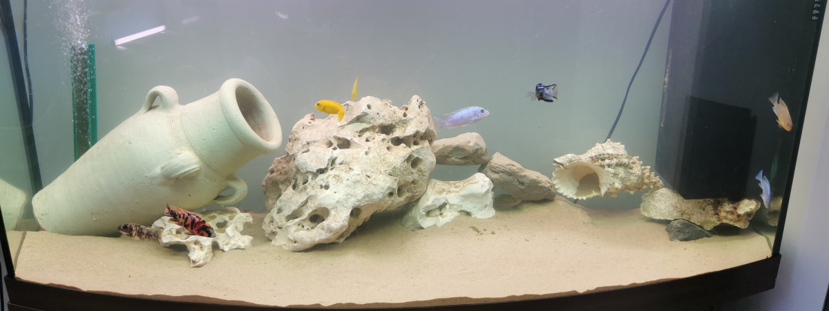aquarium Bac Cichlidés grand