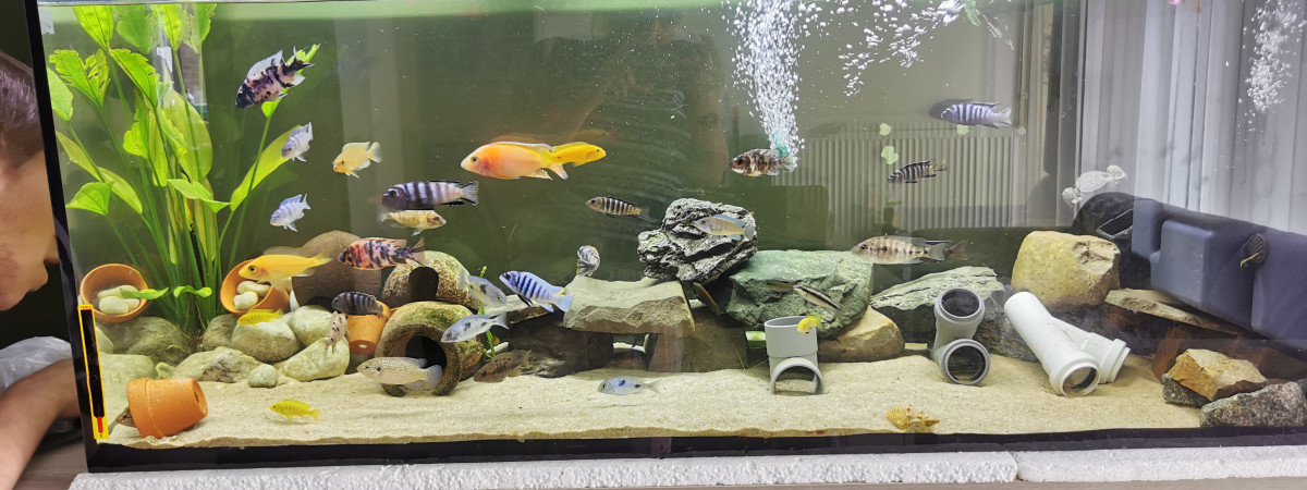 aquarium Bac Cichlidés Ouvert