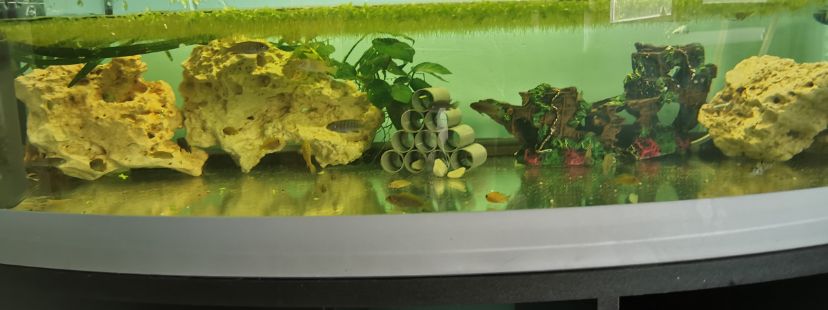 aquarium Bac Bébé Cichlidés