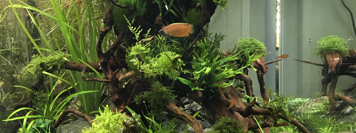 aquarium AQUARIUM 110L