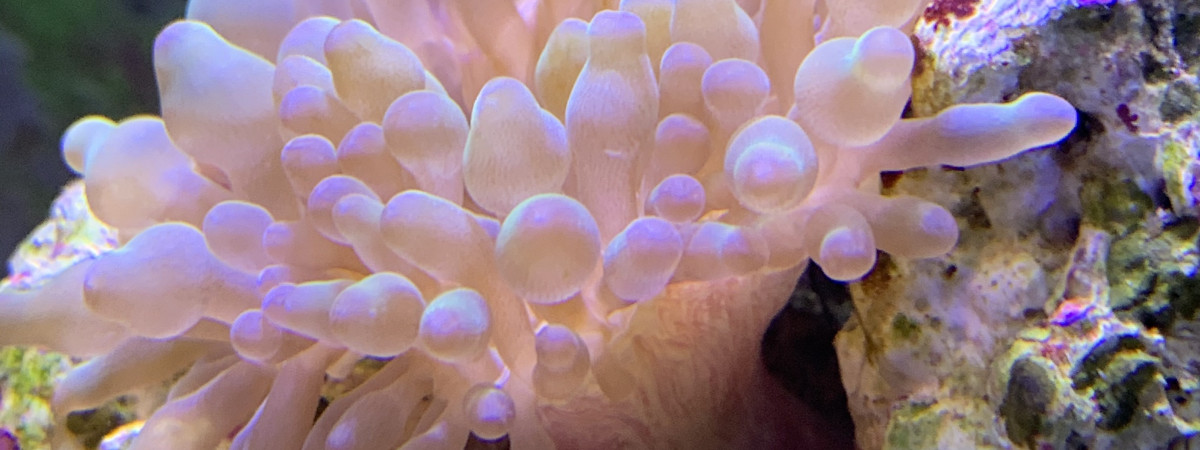aquarium Fishtank