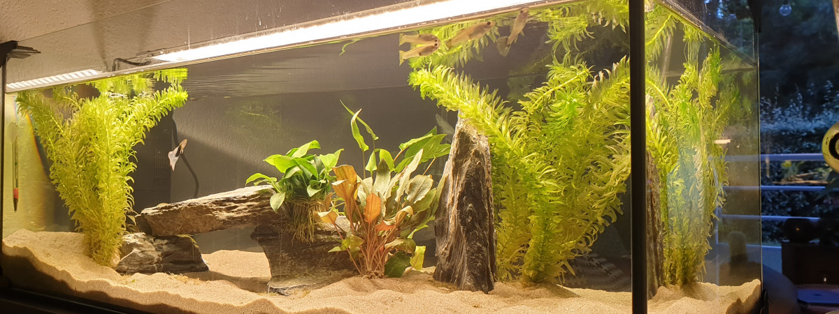 aquarium 80L Guppies et Pleurodeles de Waltl