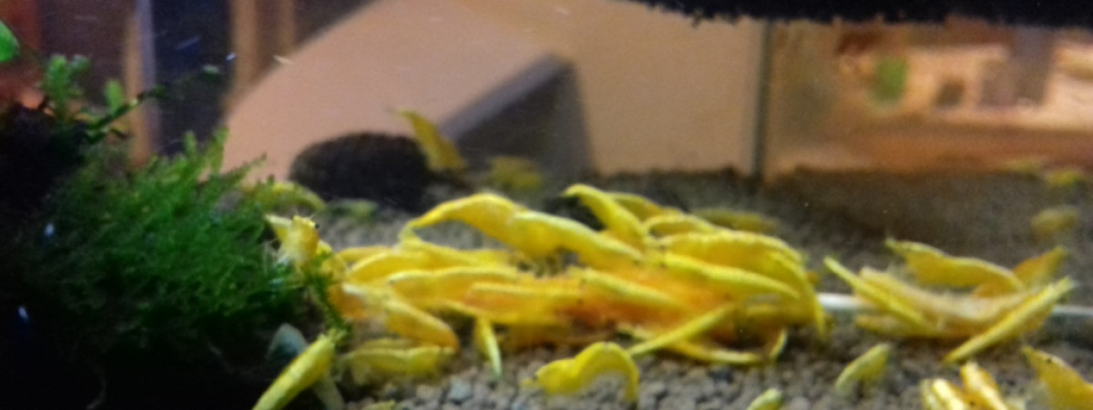 aquarium EB37270
