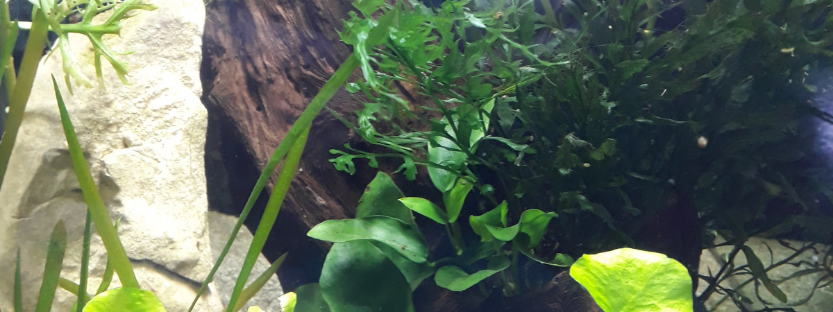 aquarium NanoCubeDennerle