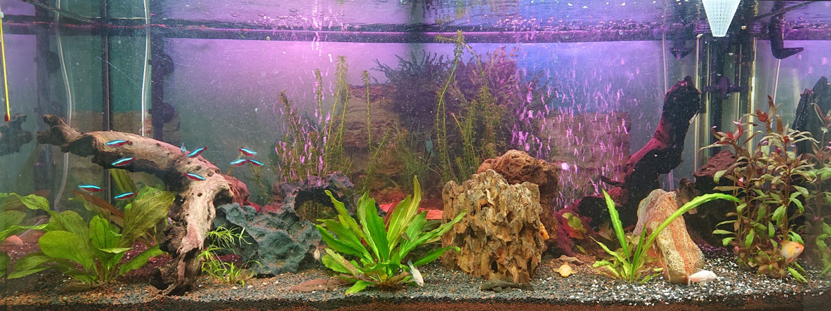 aquarium Biotope amazonien