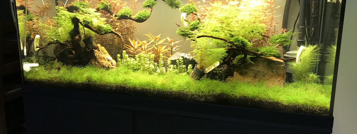 aquarium Dream
