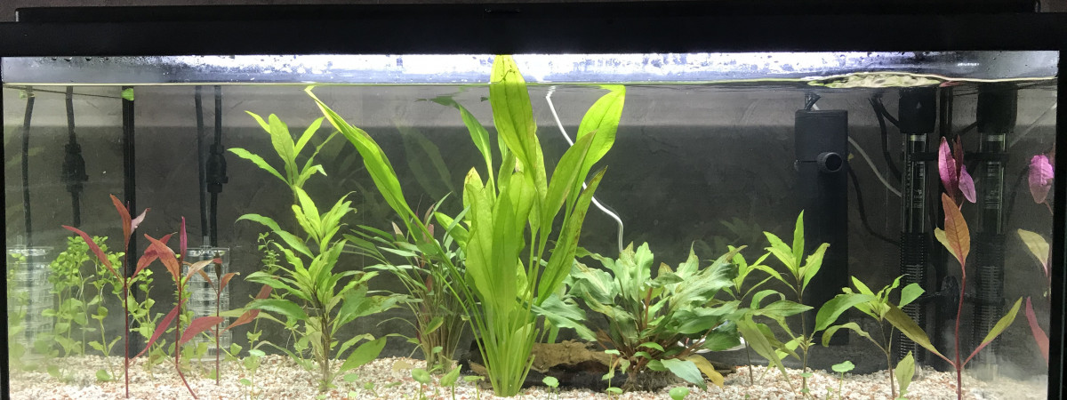 aquarium Aquarium