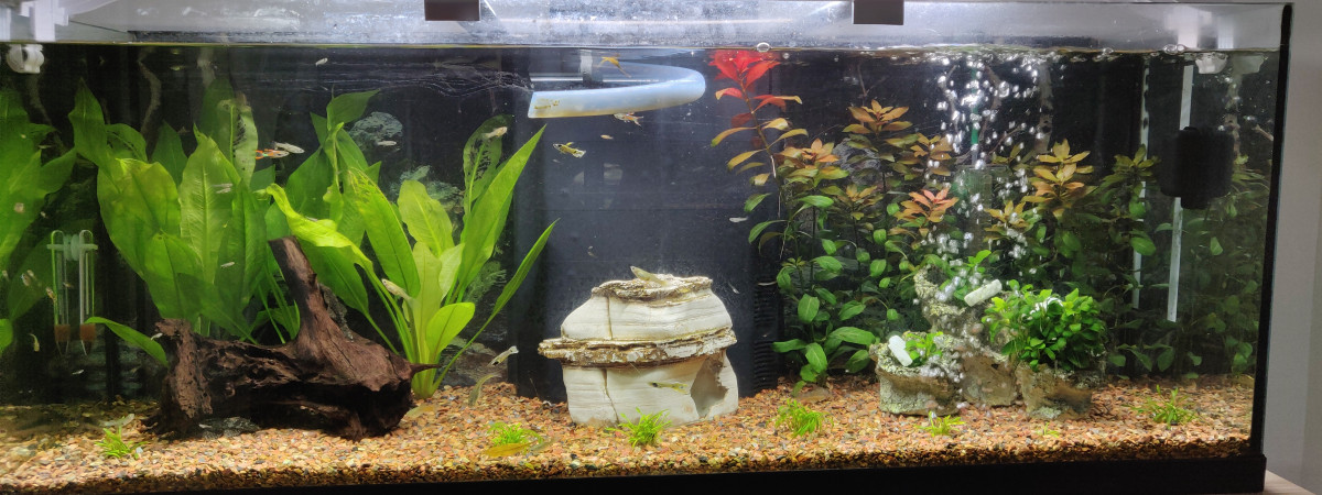 aquarium Endler