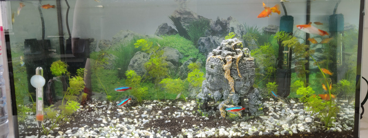 aquarium Communautaire