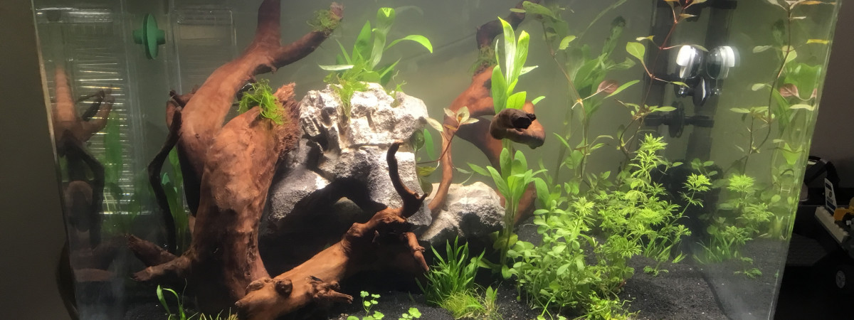 aquarium Scapertank 70l