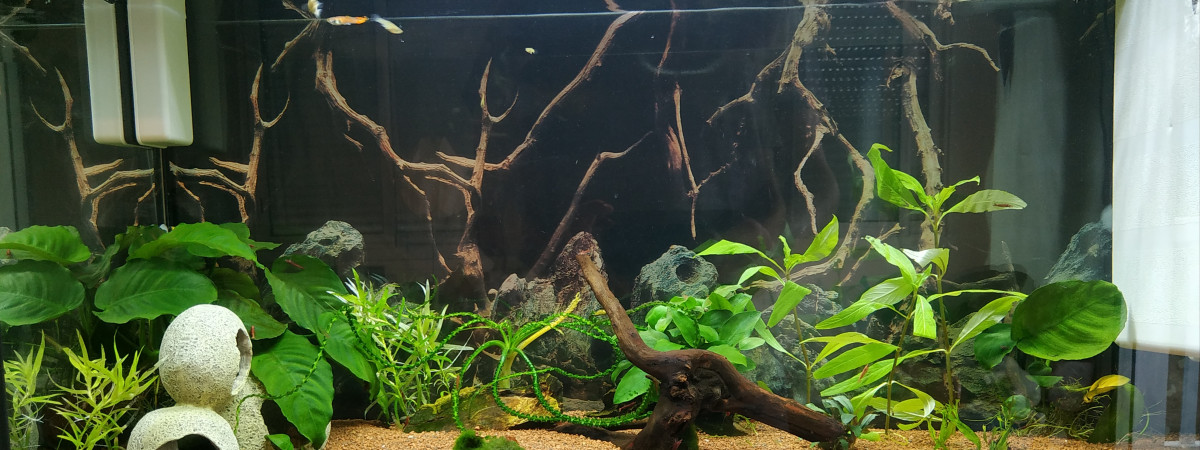 aquarium Test