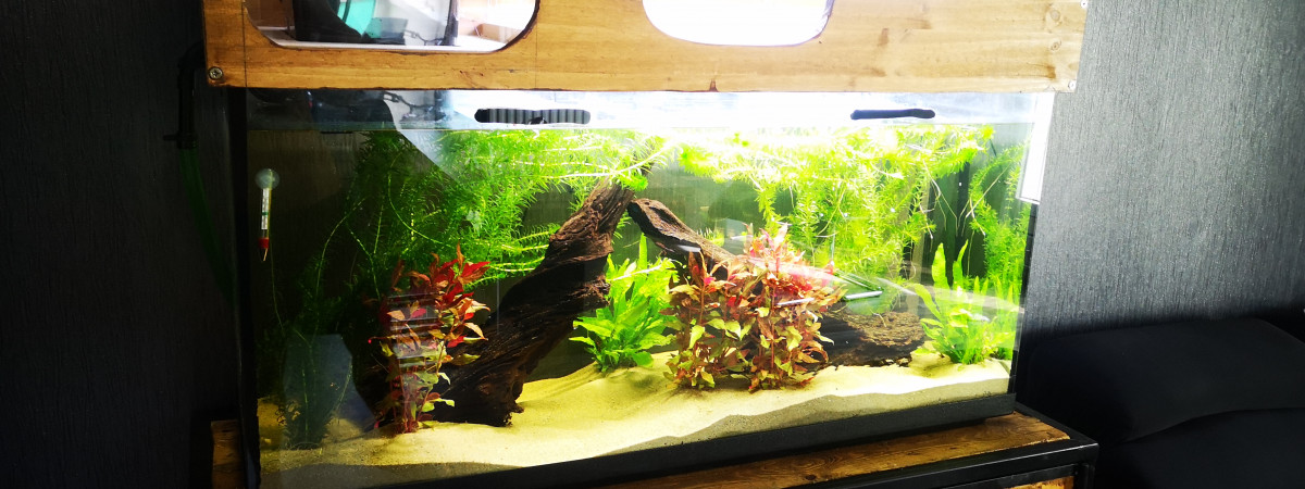 aquarium 300L  tortue