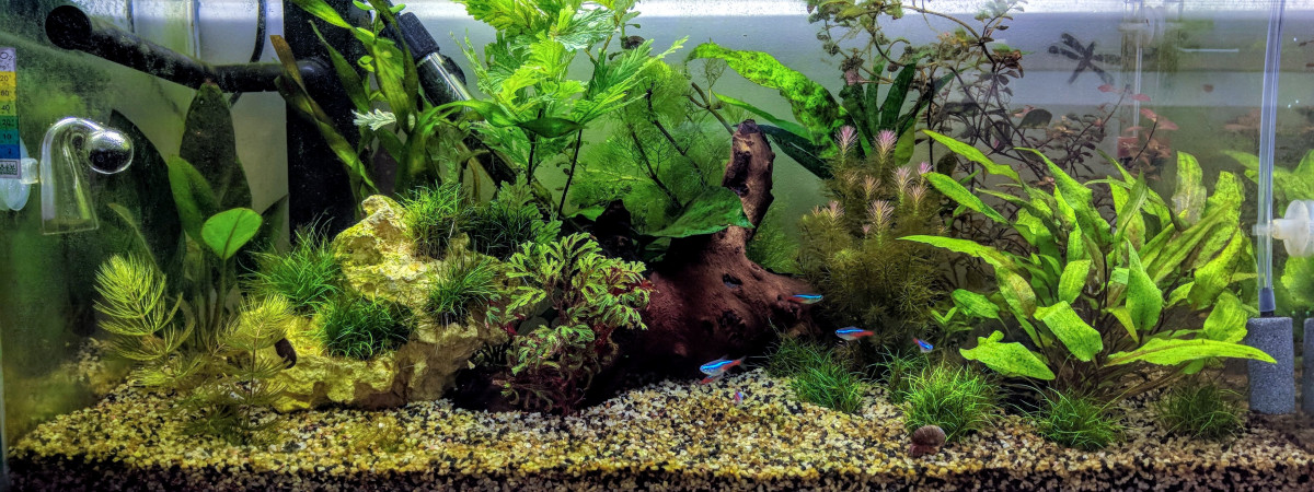 aquarium Inwa 60