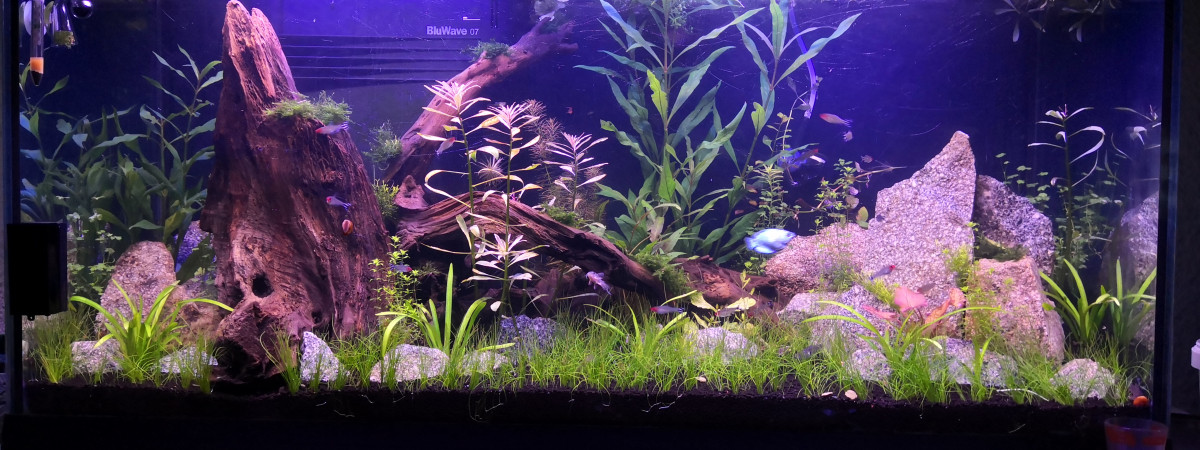 aquarium Cayman 110