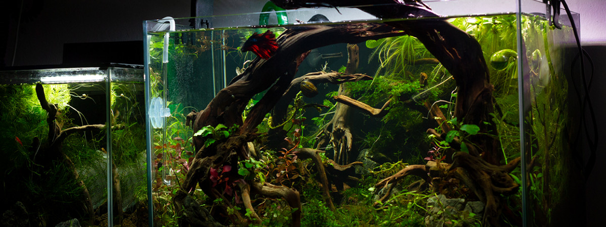 aquarium La forêt millénaire