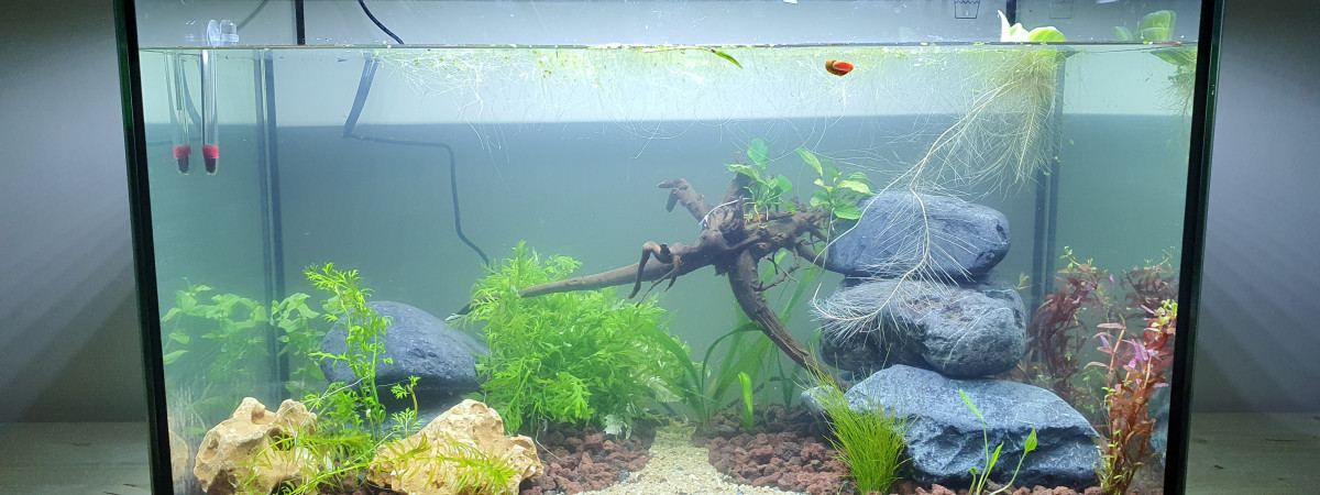aquarium Aquarium naturel