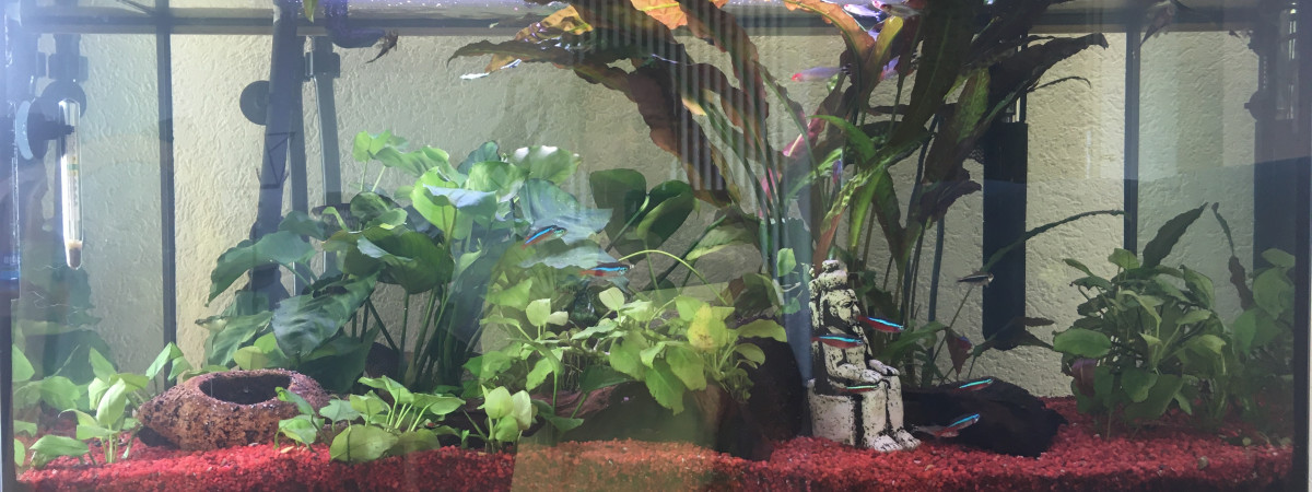 aquarium Cossadelsol