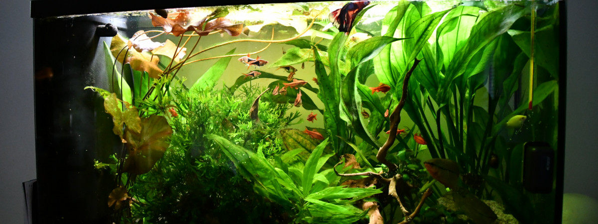 aquarium Asiatique