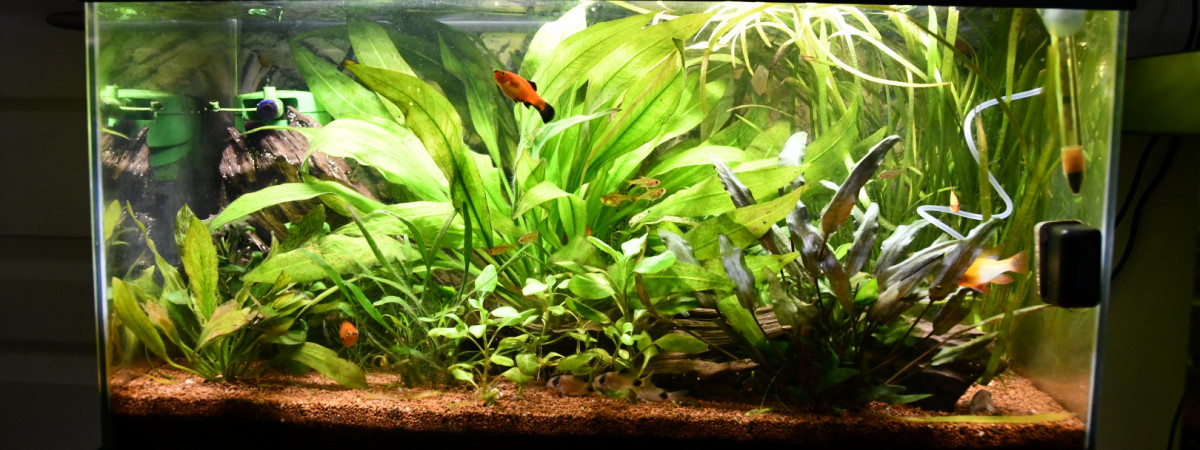 aquarium 60 l américain