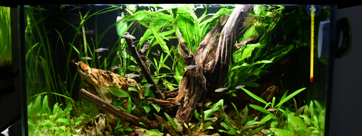aquarium 75 litres
