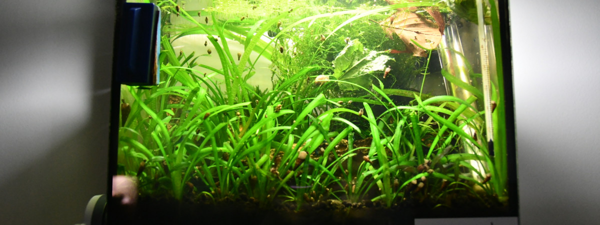 aquarium Nano crevette blue velvet
