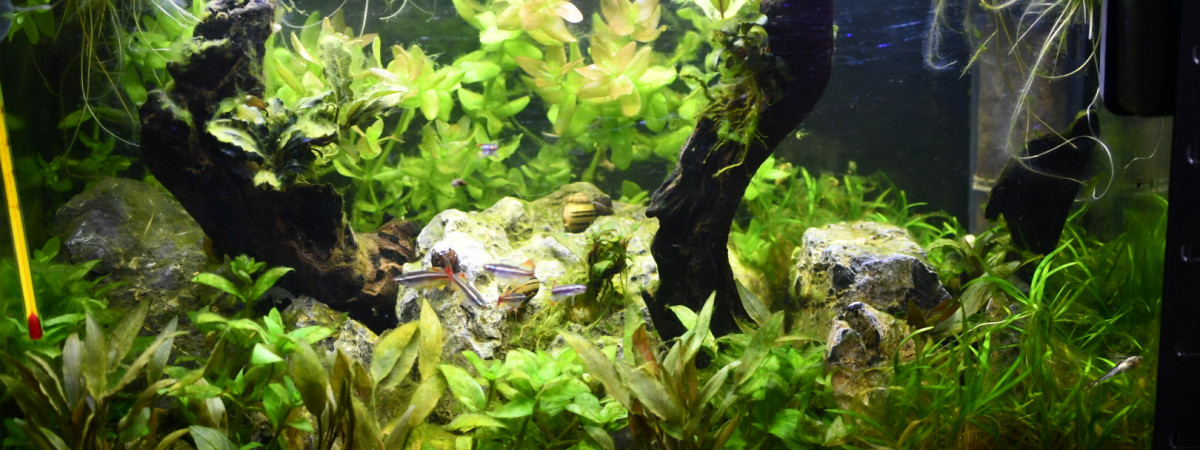 aquarium 40 litres chinois