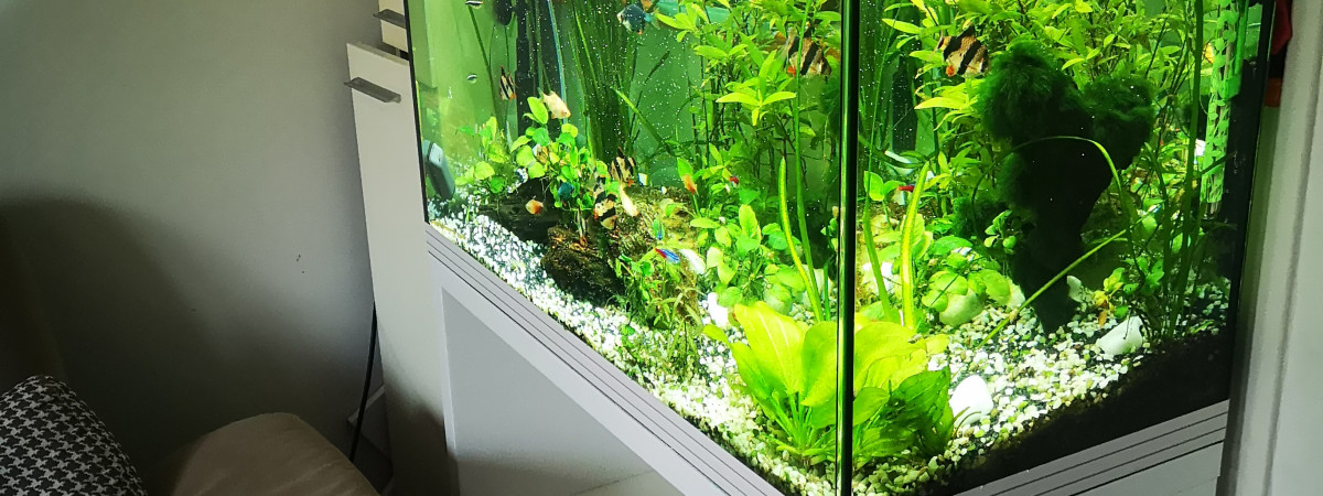 aquarium Askoll