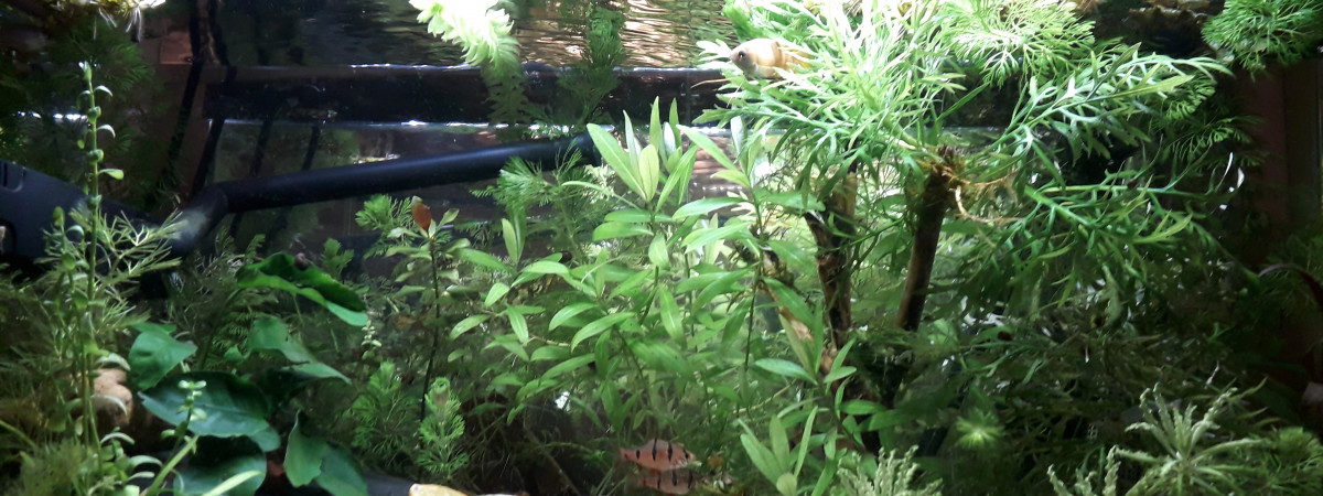 aquarium Asiatique