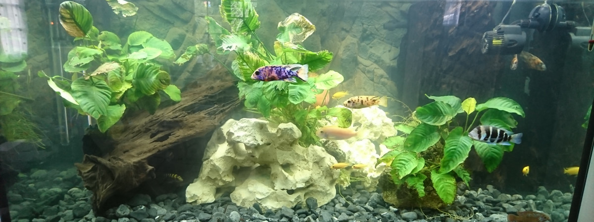 aquarium Cichlidés 460 L